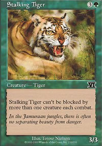 Stalking Tiger - 