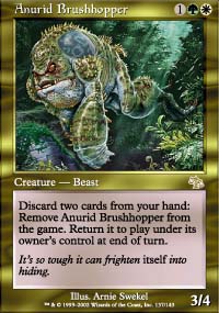 Anurid Brushhopper - 