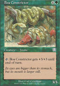 Boa constrictor - 