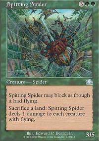 Spitting Spider - 