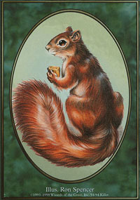 Squirrel - 
