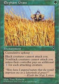 Elephant Grass - 