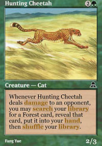 Hunting Cheetah - 