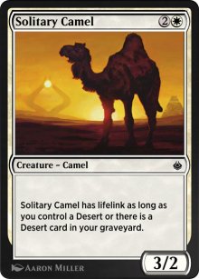 Solitary Camel - 