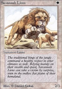 Lions des savanes - 