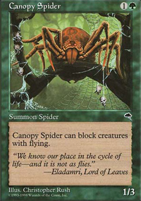 Canopy Spider - 