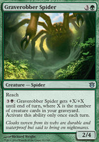 Graverobber Spider - 