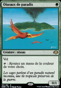 Oiseaux de paradis - 