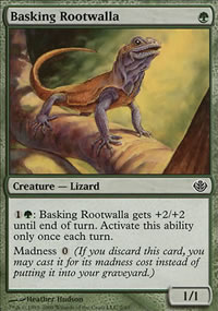 Basking Rootwalla - 