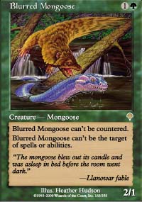 Mangouste floue - Invasion