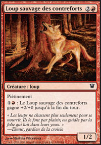 Loup sauvage des contreforts - 