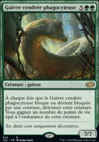 Guivre cendre phagocyteuse - 