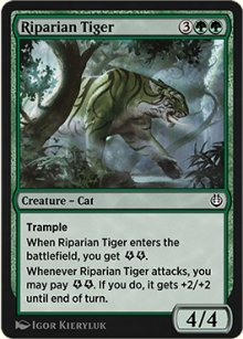 Riparian Tiger - 