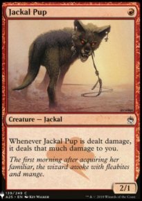 Jackal Pup - 