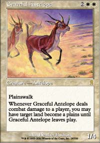 Antilope gracieuse - 