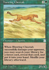 Hunting Cheetah - 