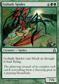 Araignée goliath - 