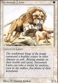 Lions des savanes - 