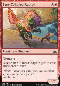 Sun-Collared Raptor - 
