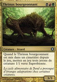 Thrinax bourgeonnant - 