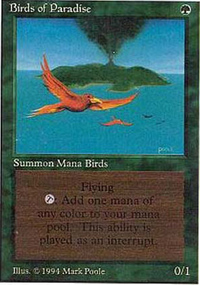 Birds of Paradise - Summer Magic