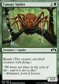 Canopy Spider - 