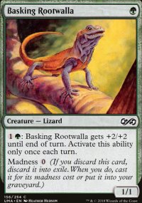 Basking Rootwalla - 