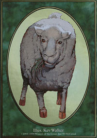 Sheep - 