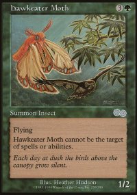 Hawkeater Moth - 