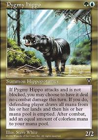 Hippopotame pygmée - 