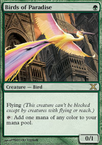 Birds of Paradise - 10th Edition