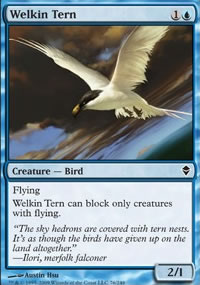 Welkin Tern - 