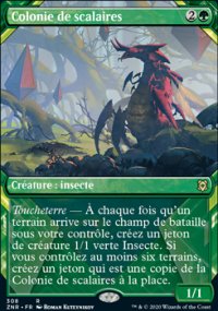 Colonie de scalaires - 